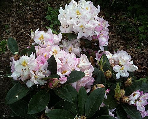 rhododendron-rose-dragee.jpg