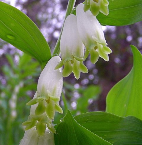 sceau-de-salomon.jpg