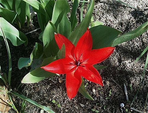 tulipe-botanique-rouge.jpg