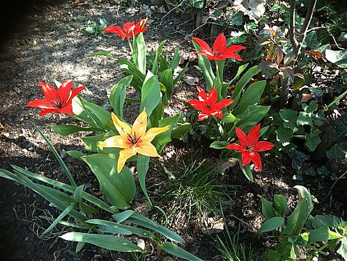tulipes-botaniques-rouge-et-abricot.jpg
