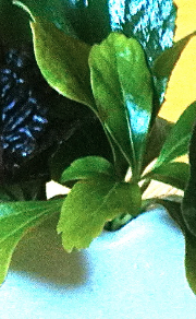 pachysandra.png
