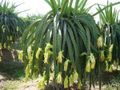 120px-Dragonfruit_plant.jpg