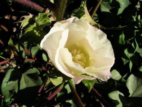 DSCN6862-copie-1.jpg