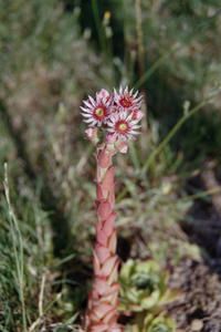 joubarde-en-fleurs.jpg