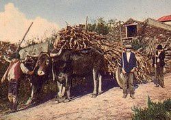 bois-Porto-arredores-carro-de-milho-1910s.jpg