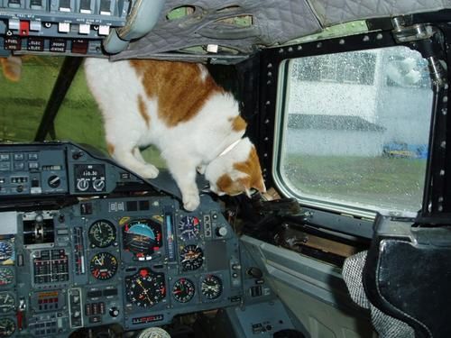 Thomas-le-chat-supersonique.jpg