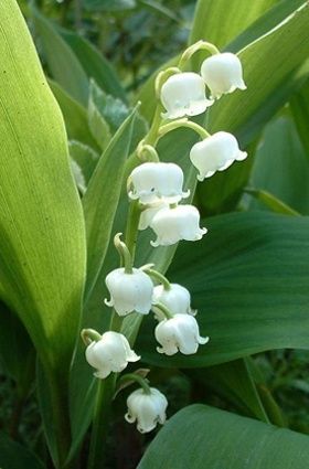muguet.jpg