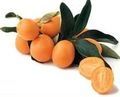 120px-CDC-kumquat3.jpg