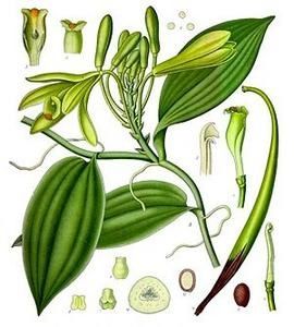 300px-Koeh-278-Vanilla-planifolia-Jacks.jpg