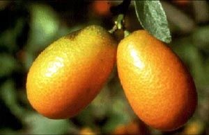 393-kumquat.jpg