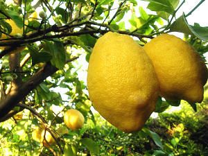 limoni.jpg