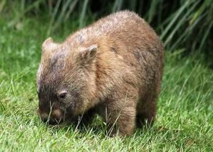 wombat-pic-1-.jpg