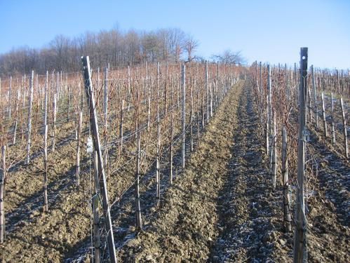 Jeunes-vignes.jpg