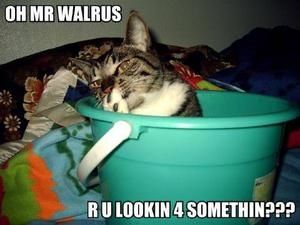 31-cat-oh-mr-walrus.jpg