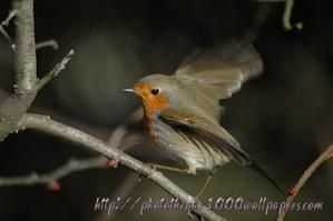 Rouge-gorge-70.jpg