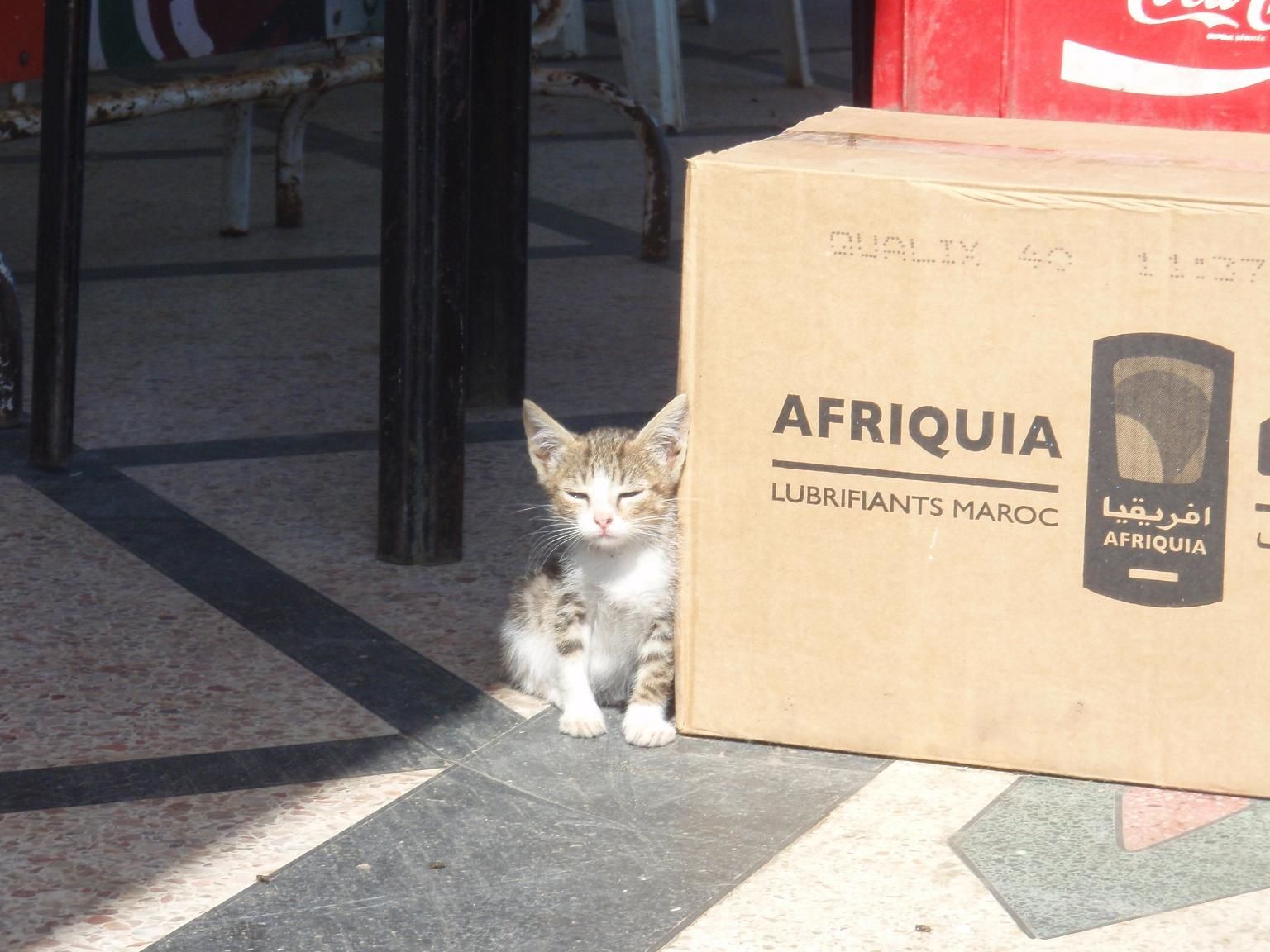 Chat maroc live