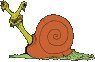 escargot019
