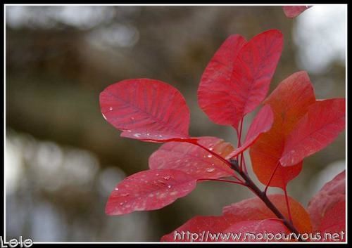 cotinus----l-automne.jpg