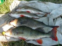 Acheter les vilebrequins pour la pêche dhiver