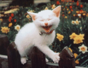 image019.gif