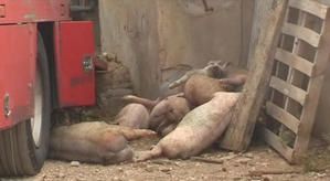 mort-aux-porcs.jpg