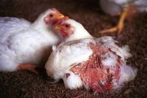 Poulets-.jpg
