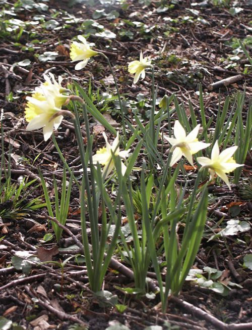 jonquilles sbois 01 500