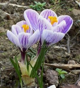 crocus-20pickwick.jpg