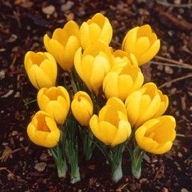 crocus-saturnus-turc.jpg
