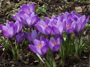 galerie-membre-fleur-crocus-03-crocus-bleu-t.jpg