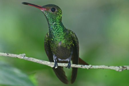 buff-bellied-hummingbird1.jpg