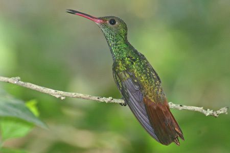 buff-bellied-hummingbird2.jpg