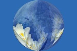 bluelotuz018.jpg