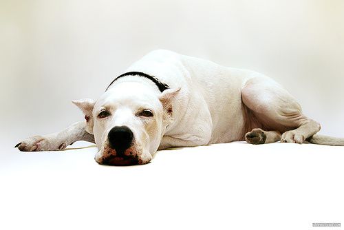 chien.jpg