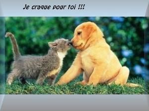 amour-chat-chien.jpg