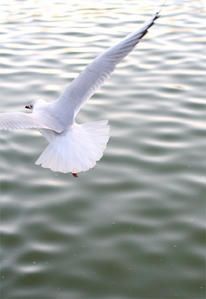 evasion-thb.jpg