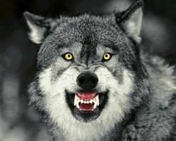 loup-mechant.jpg