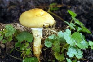 Agrocybe-molesta.jpg