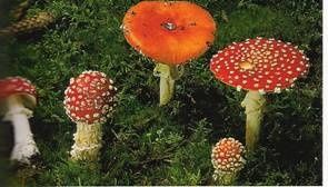 Amanita-muscaria.jpg