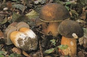 Boletus-aerus.jpg