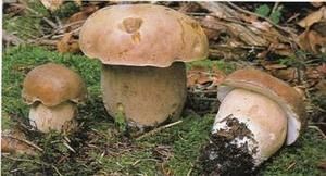 Boletus-aestivalis.jpg