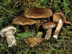 Cortinarius-brunneofulvus.jpg