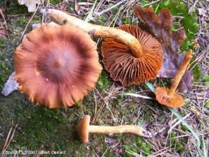 Cortinarius-orellanoides.jpg