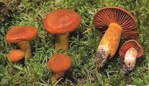 Cortinarius-orellanus.jpg