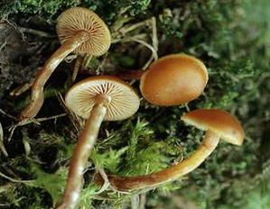 Galerina-badipes.jpg