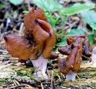 Gyromitra-infula.jpg