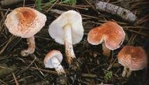 Lepiota-josserandii.jpg