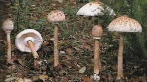 Macrolepiota-Procera.jpg