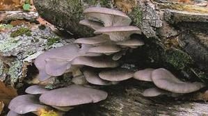 Pleurote-en-huitre.jpg