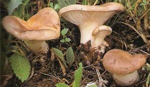 Pleurote-panicaut.jpg